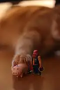 El primer tramo que perturba el plano parece surgir de la decoración, como el bokeh en el gato se mezcla con los colores de la tabla.
