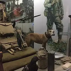 sargento Stubby y Cher Ami en exhibición en el NMAH